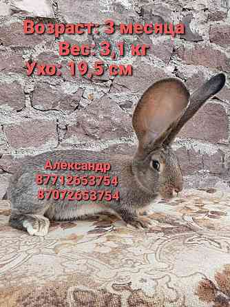 Продам кроликов породы Фландер Астана