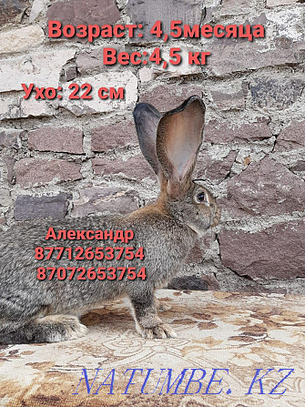 Продам кроликов породы Фландер Астана - изображение 3