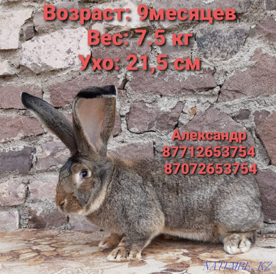 Flander rabbits for sale Astana - photo 1