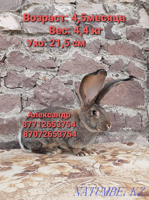 Flander rabbits for sale Astana - photo 4