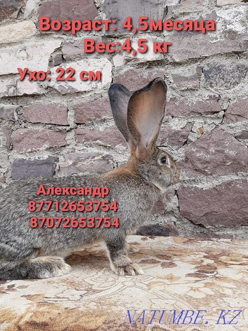 Flander rabbits for sale Astana - photo 3