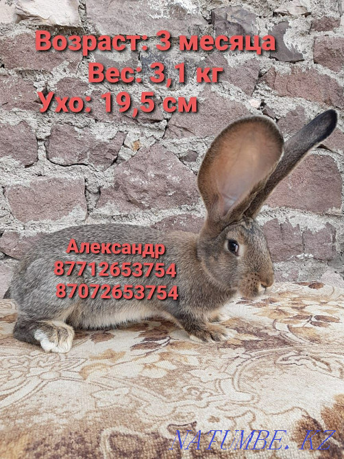 Flander rabbits for sale Astana - photo 2