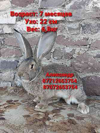Продам кроликов породы Фландер и Французский баран Astana