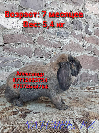 Продам кроликов породы Фландер и Французский баран Астана - изображение 2