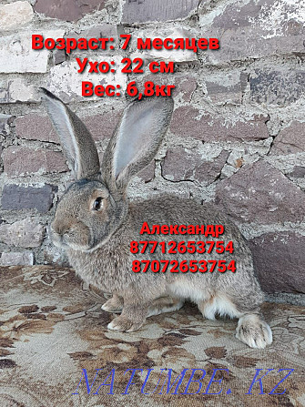 Продам кроликов породы Фландер и Французский баран Астана - изображение 3