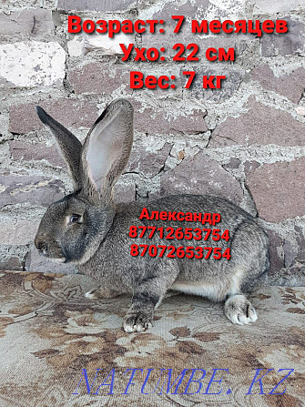 Продам кроликов породы Фландер и Французский баран Астана - изображение 1