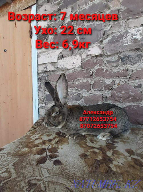 Продам кроликов породы Фландер и Французский баран Астана - изображение 4