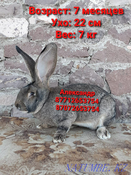 Продам кроликов породы Фландер и Французский баран Астана - изображение 1