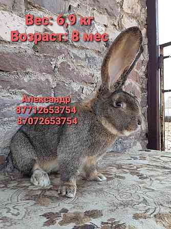 Продам кроликов породы Фландер, Французский баран Astana