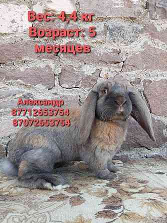 Продам кроликов породы Фландер, Французский баран Астана