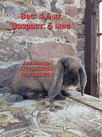 Продам кроликов породы Фландер, Французский баран Astana