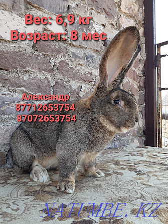 I will sell rabbits of breed Flander, the French ram Astana - photo 2