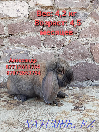 Продам кроликов породы Фландер, Французский баран Астана - изображение 4