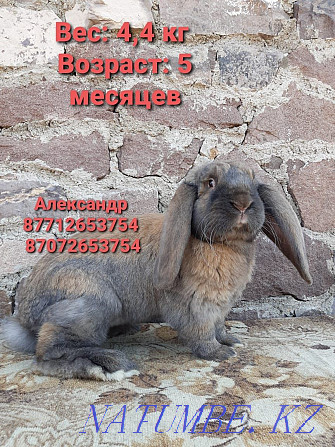 Продам кроликов породы Фландер, Французский баран Астана - изображение 1