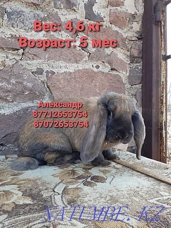 Продам кроликов породы Фландер, Французский баран Астана - изображение 3
