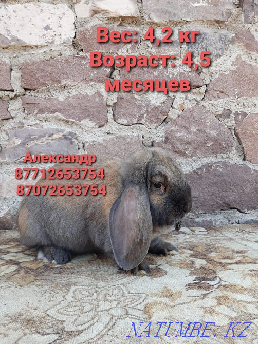 I will sell rabbits of breed Flander, the French ram Astana - photo 4
