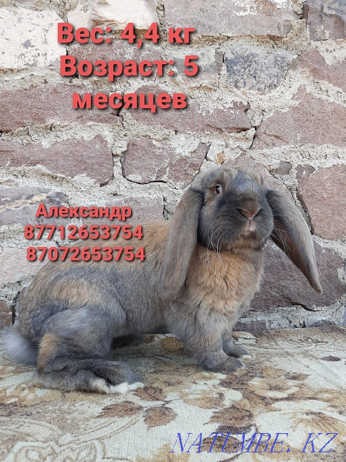 I will sell rabbits of breed Flander, the French ram Astana - photo 1
