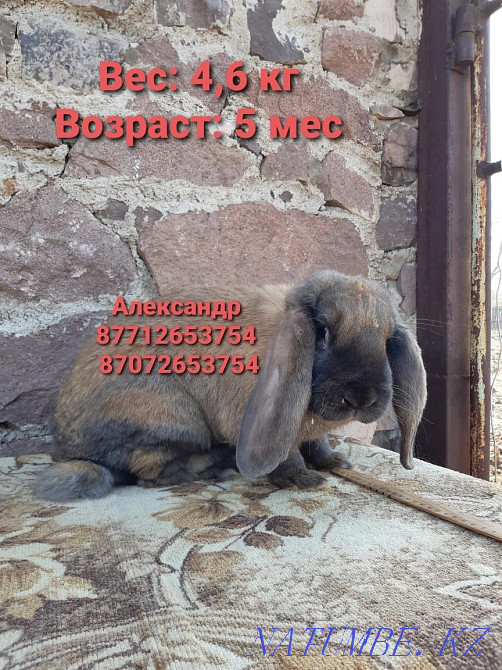 I will sell rabbits of breed Flander, the French ram Astana - photo 3