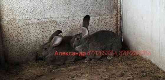 Продам молодняк кроликов породы Фландер и Французский баран Astana