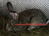 Продам молодняк кроликов породы Фландер и Французский баран  Астана
