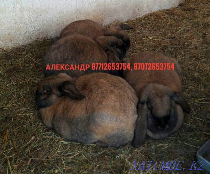 Продам молодняк кроликов породы Фландер и Французский баран Астана - изображение 2