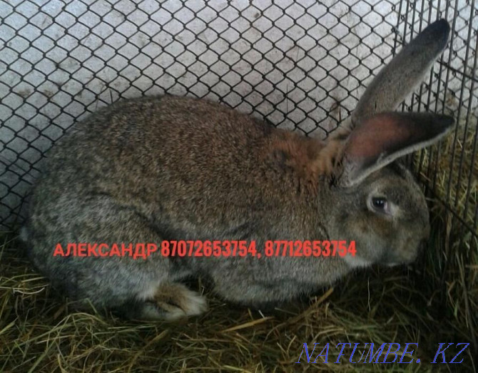 Продам молодняк кроликов породы Фландер и Французский баран Астана - изображение 3