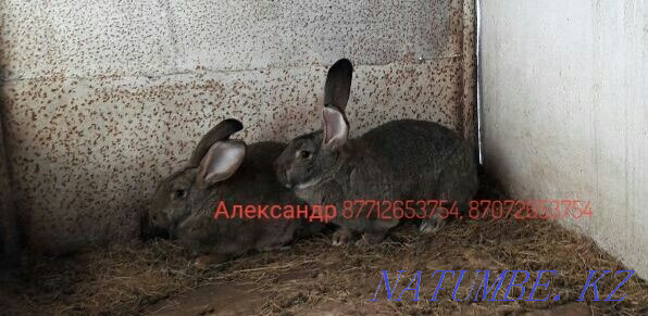 Продам молодняк кроликов породы Фландер и Французский баран Астана - изображение 4