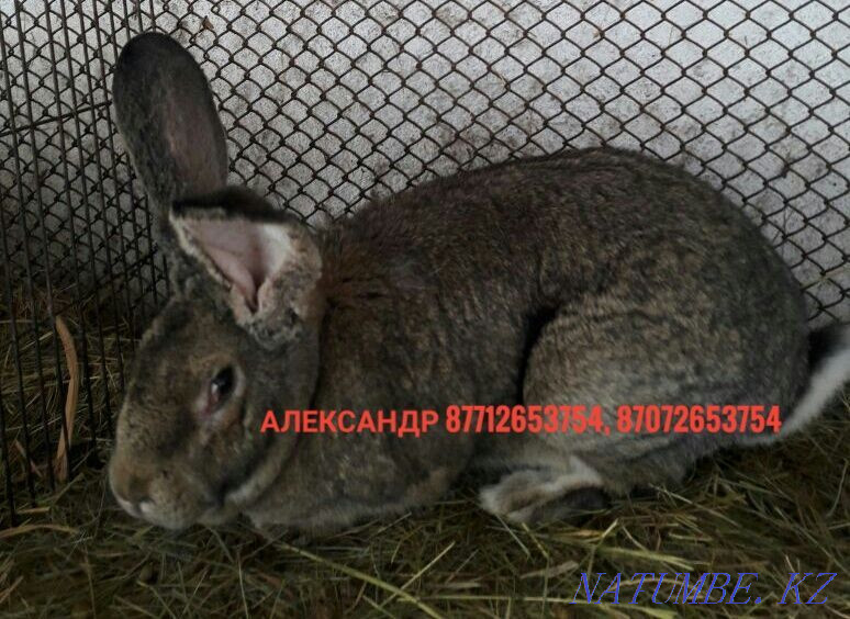 I will sell young growth of rabbits of breed Flander and the French ram Astana - photo 1