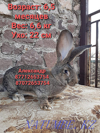 Продам молодняк кроликов породы Фландер, Французский баран Астана - изображение 2