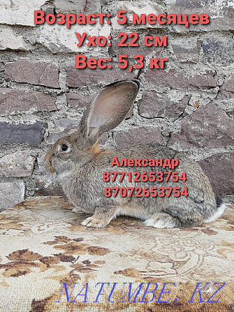 I will sell young growth of rabbits of breed Flander, the French ram Astana - photo 1