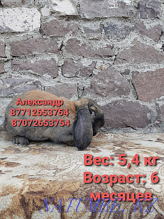 Продам молодняк кроликов породы Фландер, Французский баран Астана - изображение 4