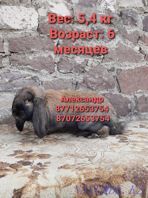 I will sell young growth of rabbits of breed Flander, the French ram Astana - photo 3