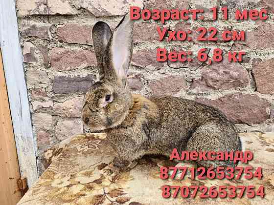 Продам молодняк кроликов породы Фландер, Французский баран( Астана