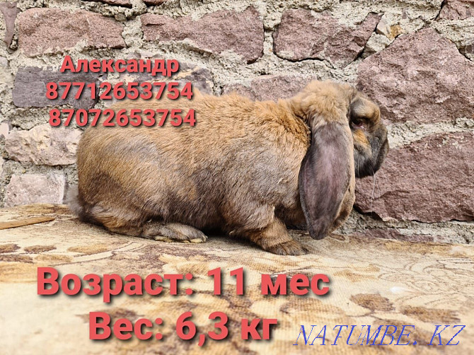 Продам молодняк кроликов породы Фландер, Французский баран( Астана - изображение 4