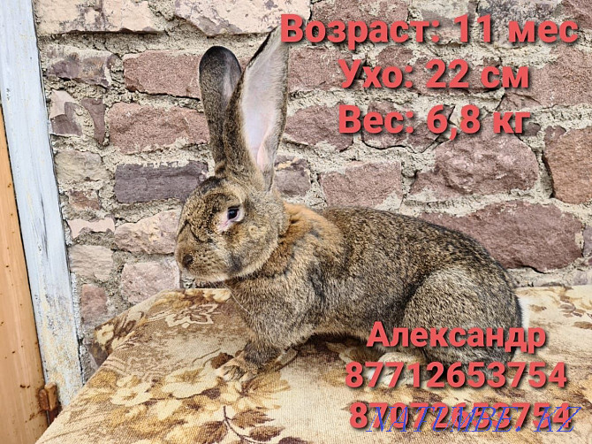I will sell young growth of rabbits of breed Flander, the French ram ( Astana - photo 2
