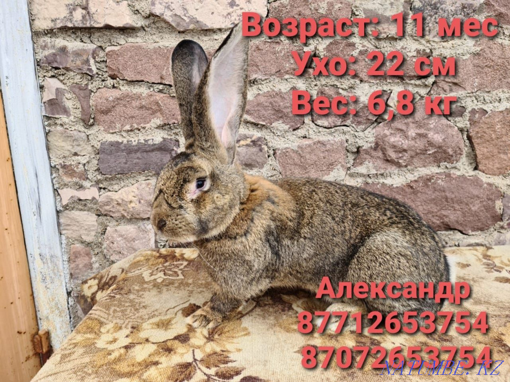 Продам молодняк кроликов породы Фландер, Французский баран( Астана - изображение 2