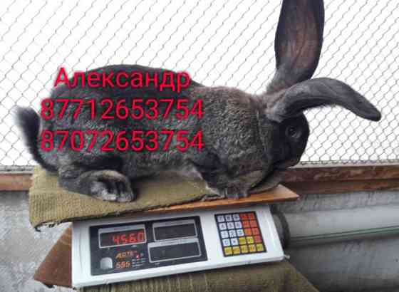 Продам кроликов молодых породы Фландер, Французский баран( окрас Мада Астана