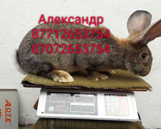 Продам кроликов молодых породы Фландер, Французский баран( окрас Мада Astana