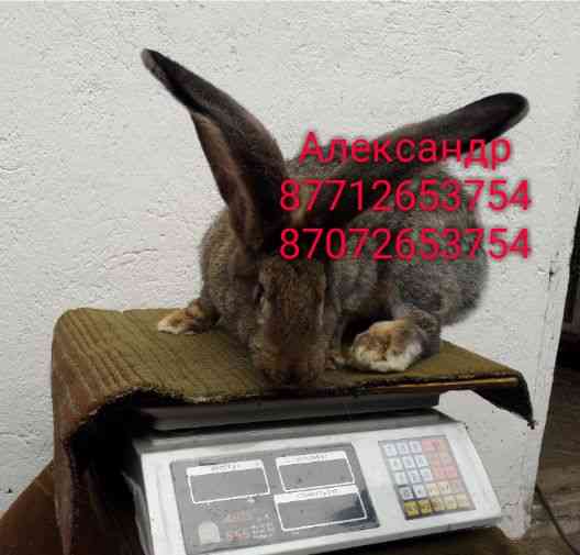Продам кроликов молодых породы Фландер, Французский баран( окрас Мада Astana