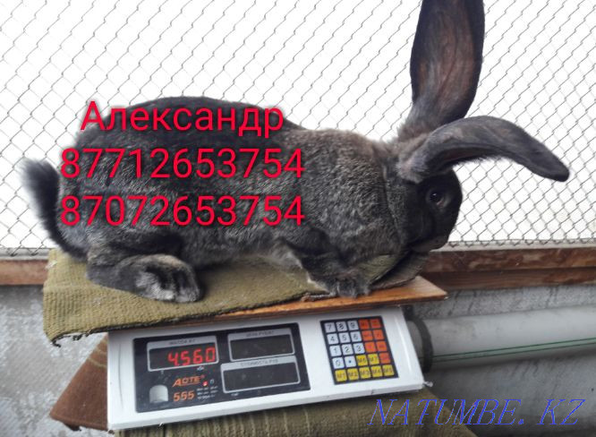 I will sell rabbits of young breed Flander, French ram (color Mada Astana - photo 4