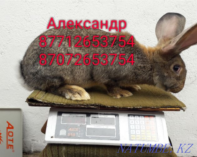 I will sell rabbits of young breed Flander, French ram (color Mada Astana - photo 1