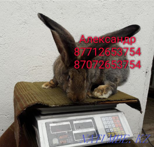 I will sell rabbits of young breed Flander, French ram (color Mada Astana - photo 3