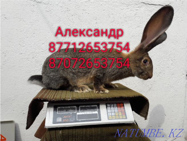 I will sell rabbits of young breed Flander, French ram (color Mada Astana - photo 2