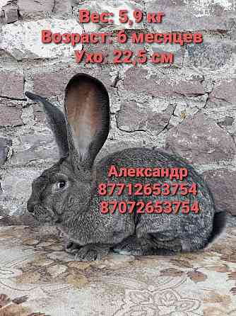 Продам молодняк кроликов породы Фландер Astana