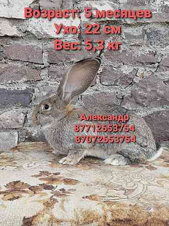 Продам молодняк кроликов породы Фландер Astana
