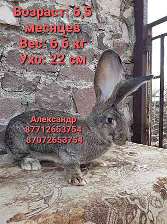 Продам молодняк кроликов породы Фландер Астана