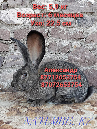 I will sell young growth of rabbits of breed Flander Astana - photo 1