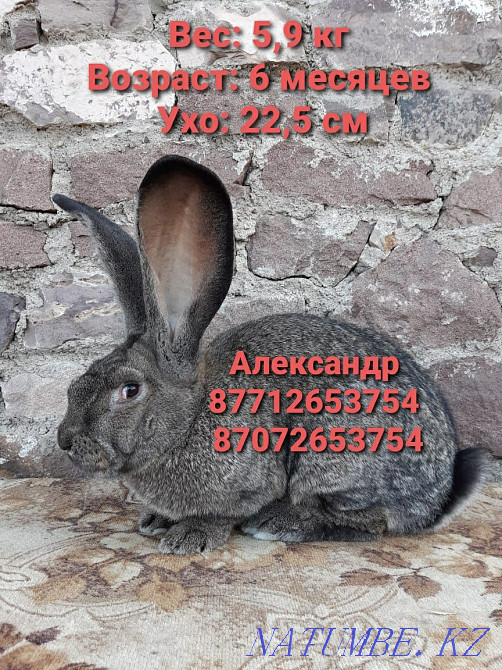 I will sell young growth of rabbits of breed Flander Astana - photo 1