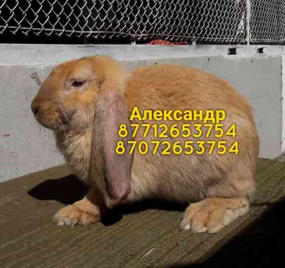Продам кроликов породы Фландер, Французский баран( окрас Мадагаскар) Astana