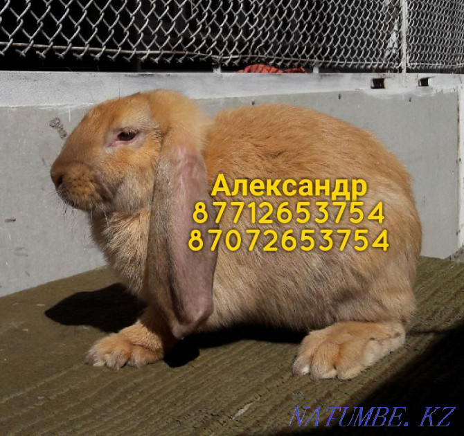 I will sell rabbits of breed Flander, the French ram (color Madagascar) Astana - photo 1